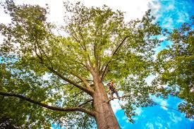 Best Commercial Tree Services  in Magnolia, NC