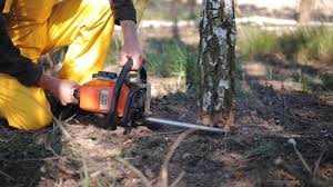 Best Root Management and Removal  in Magnolia, NC