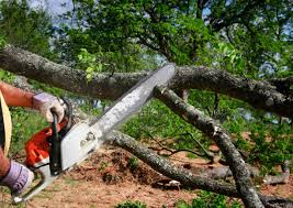 Best Stump Grinding and Removal  in Magnolia, NC