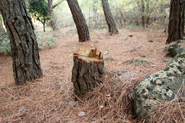 How Our Tree Care Process Works  in  Magnolia, NC