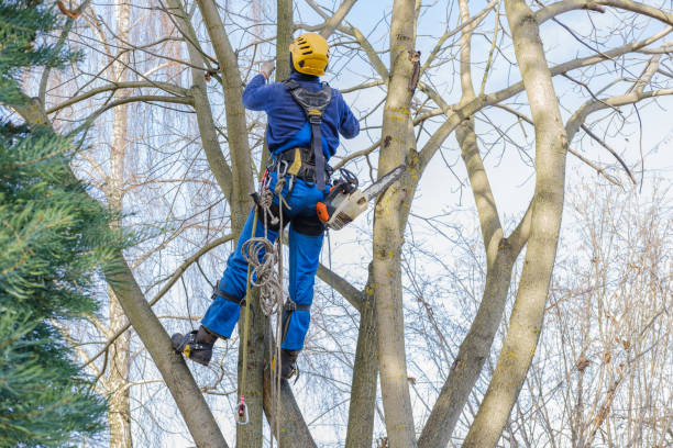 Best Tree Removal  in Magnolia, NC