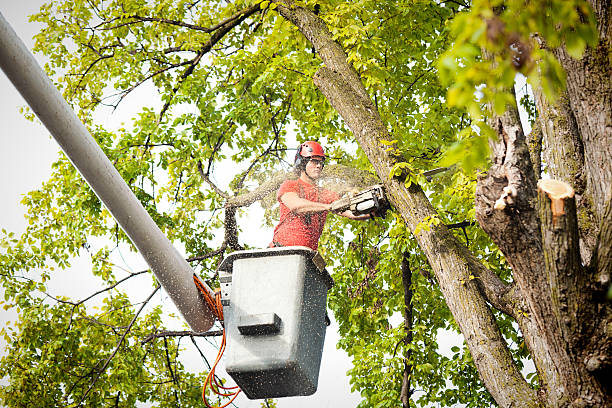 Professional Tree Removal Services in Magnolia, NC