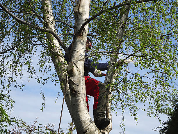  Magnolia, NC Tree Removal Services Pros